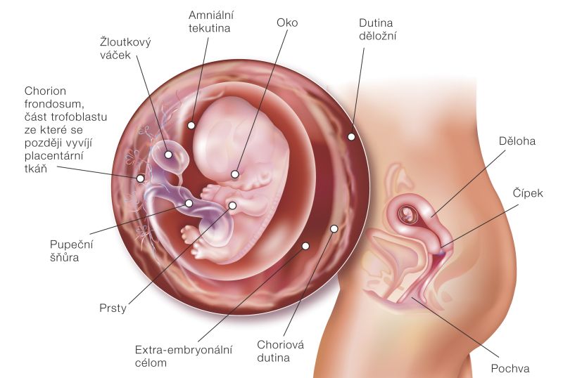 Fotografie (9. týždeň tehotenstva: Vývoj plodu a tehotenské zmeny)